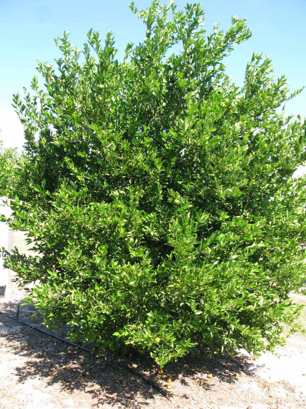            Habit (Winter Haven, FL)   